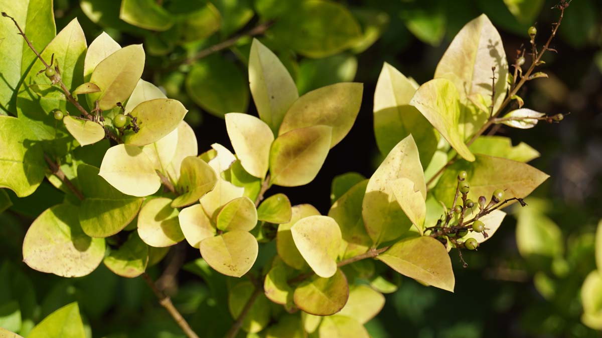 Ligustrum 'Vicaryi' Tuinplanten
