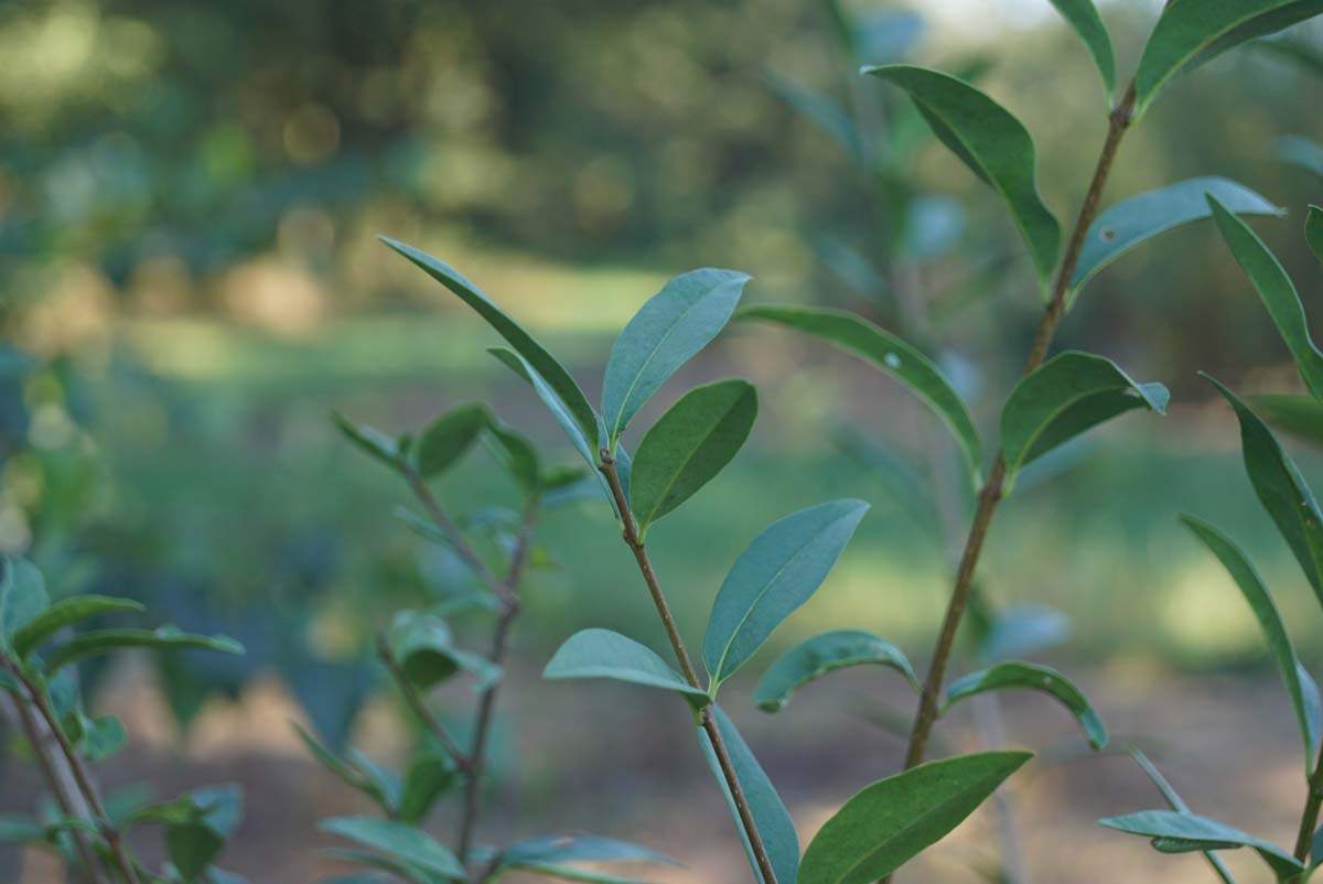 Ligustrum vulgare op stam blad