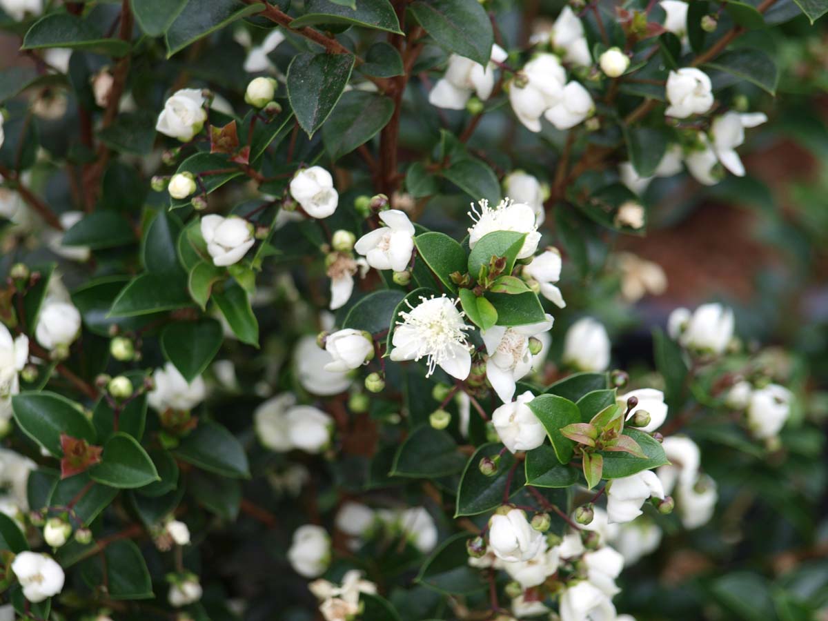 Luma apiculata Tuinplanten