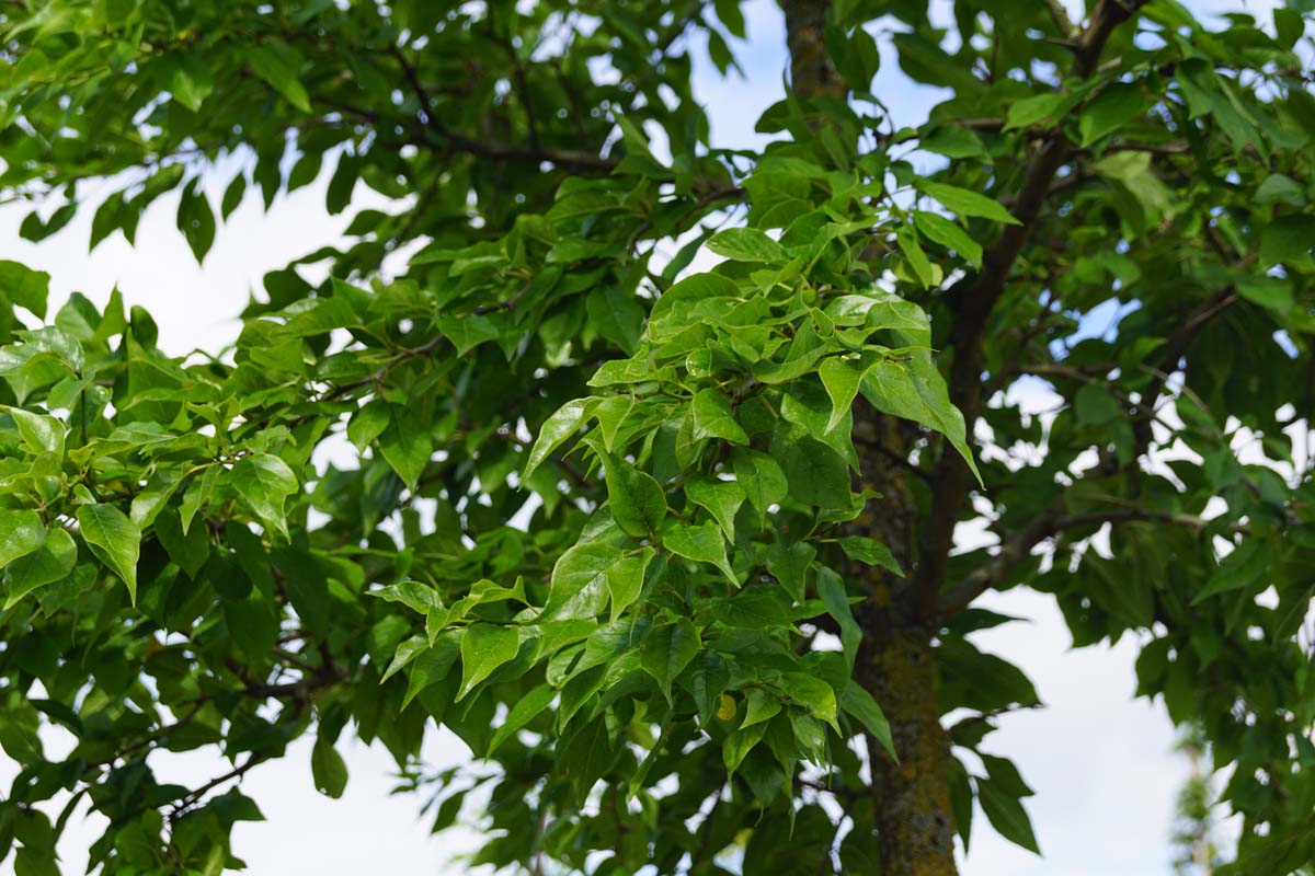 Maclura pomifera op stam