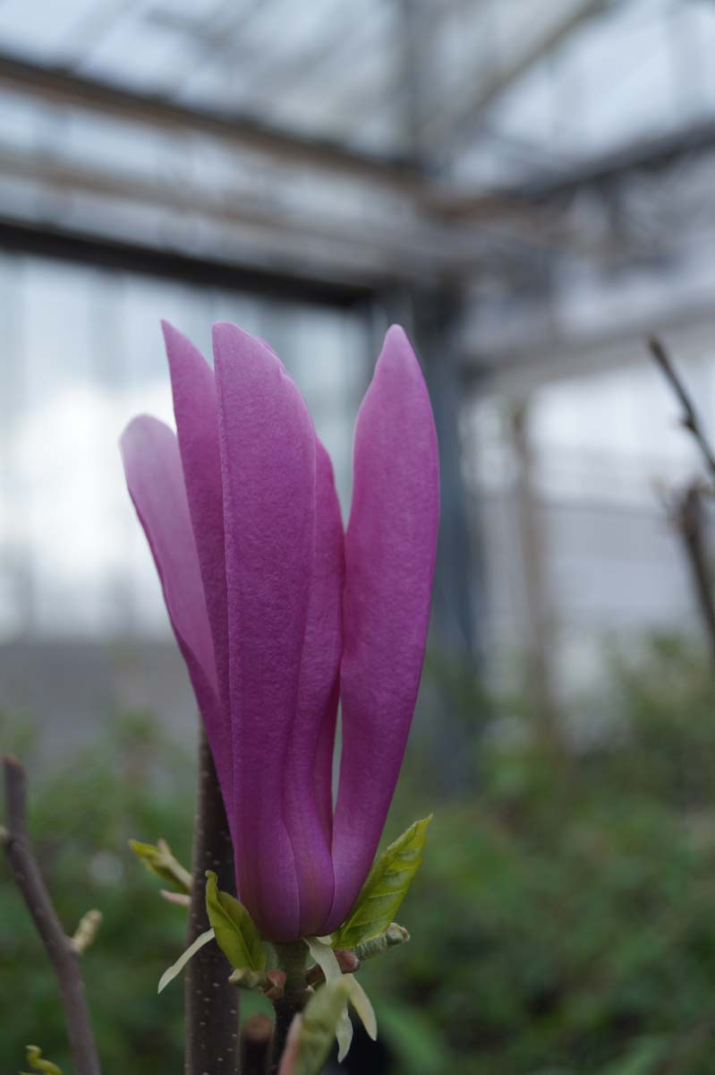 Magnolia 'Betty' op stam