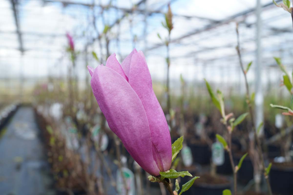 Magnolia 'Betty' meerstammig / struik