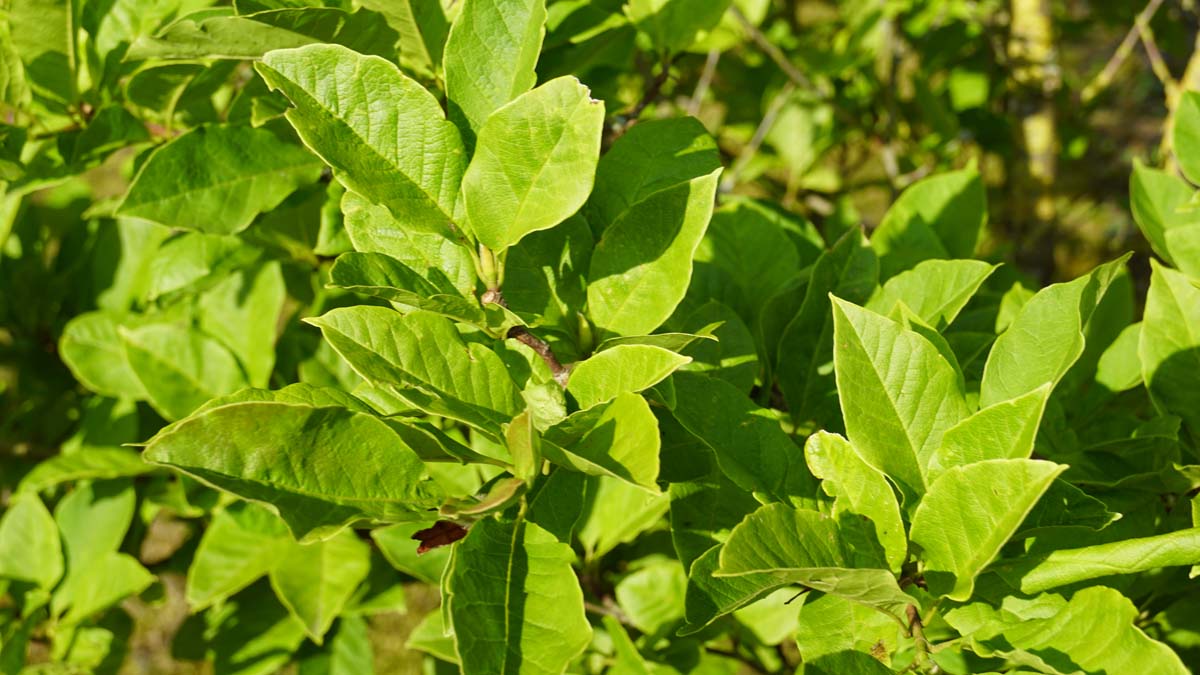 Magnolia 'Betty' solitair