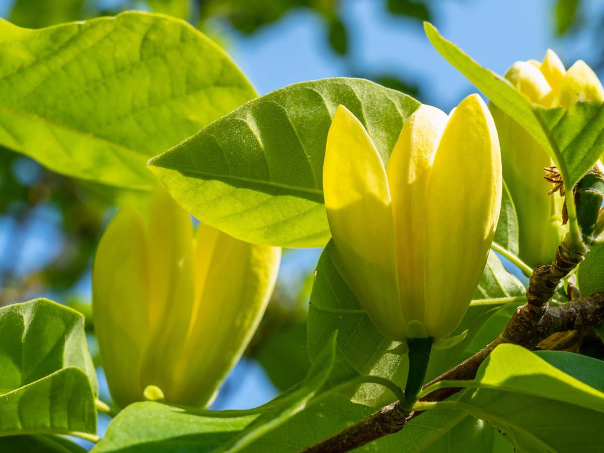 Magnolia brooklynensis 'Yellow Bird' op stam bloem