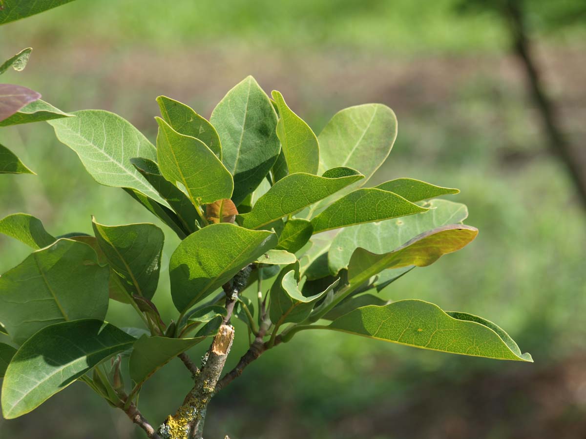 Magnolia cylindrica op stam