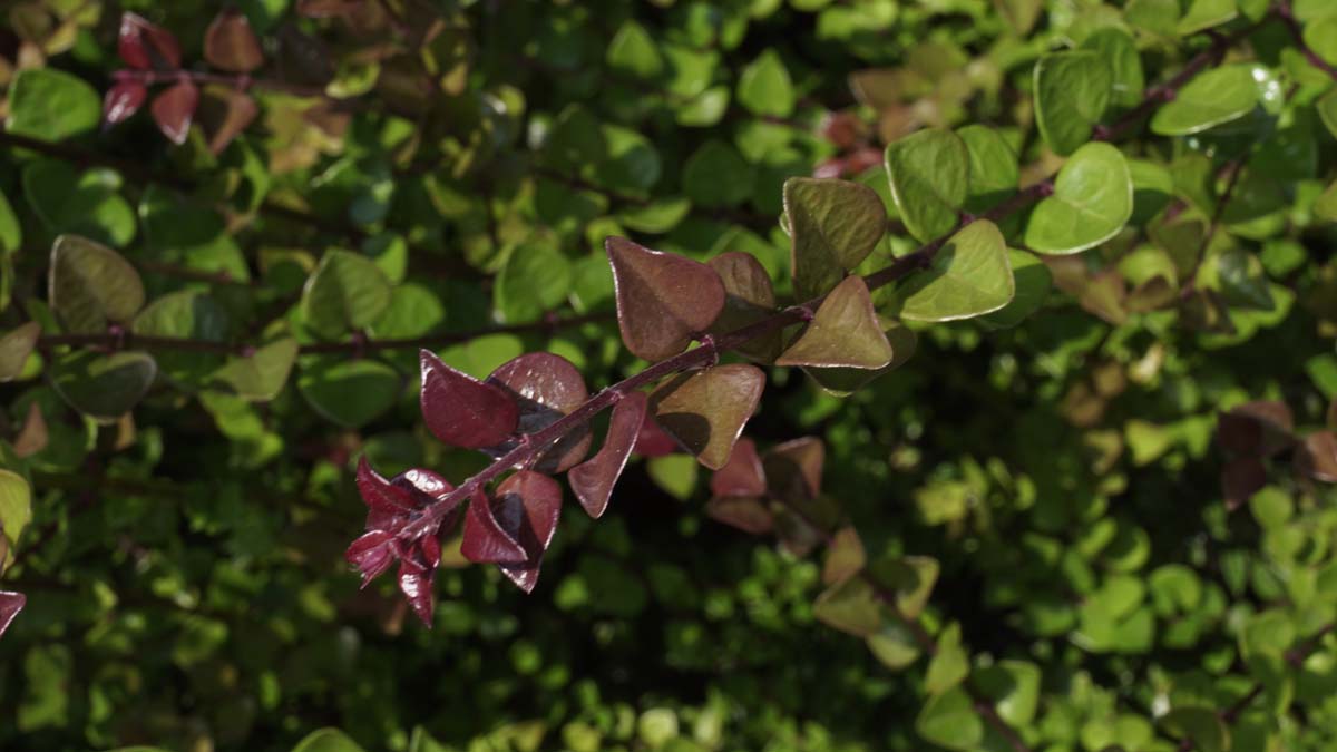 Lonicera nitida 'Red Tips'