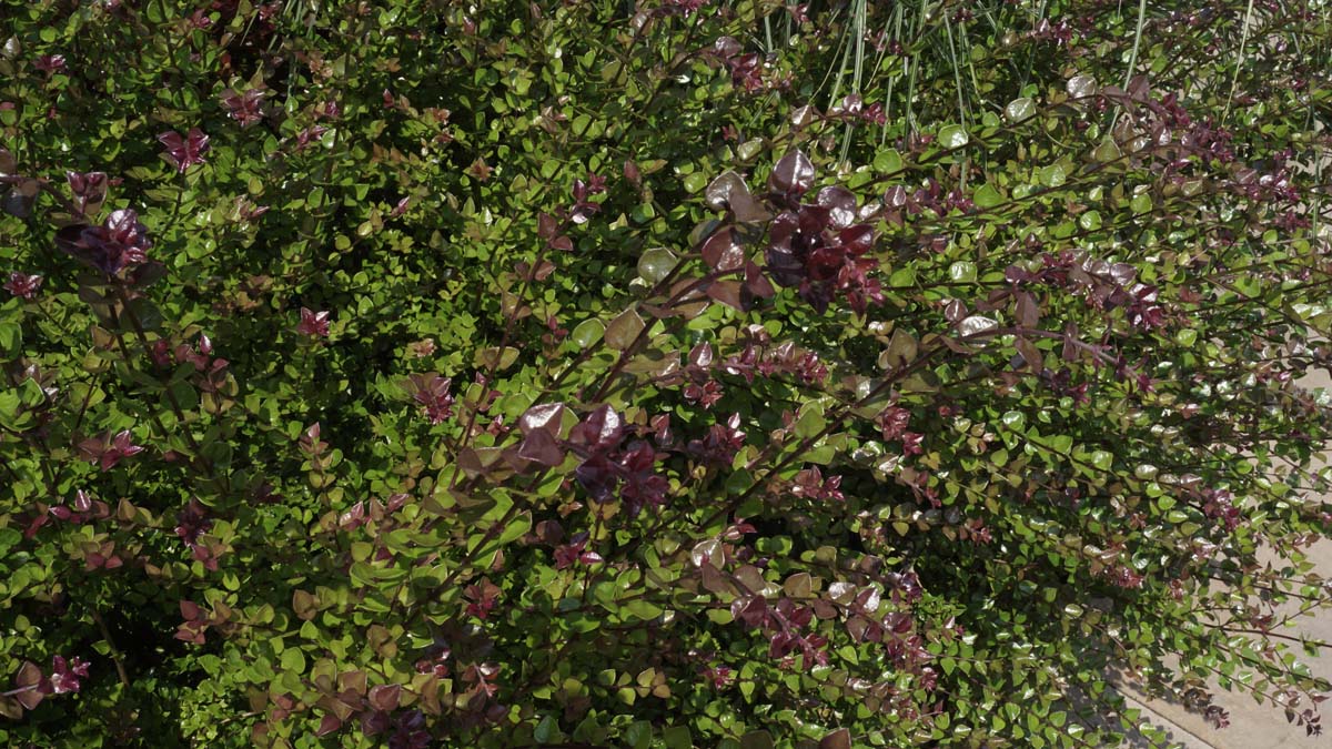 Lonicera nitida 'Red Tips'