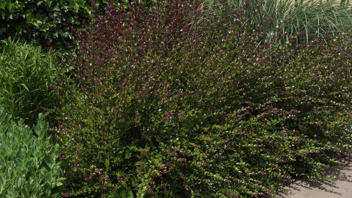 Lonicera nitida 'Red Tips'