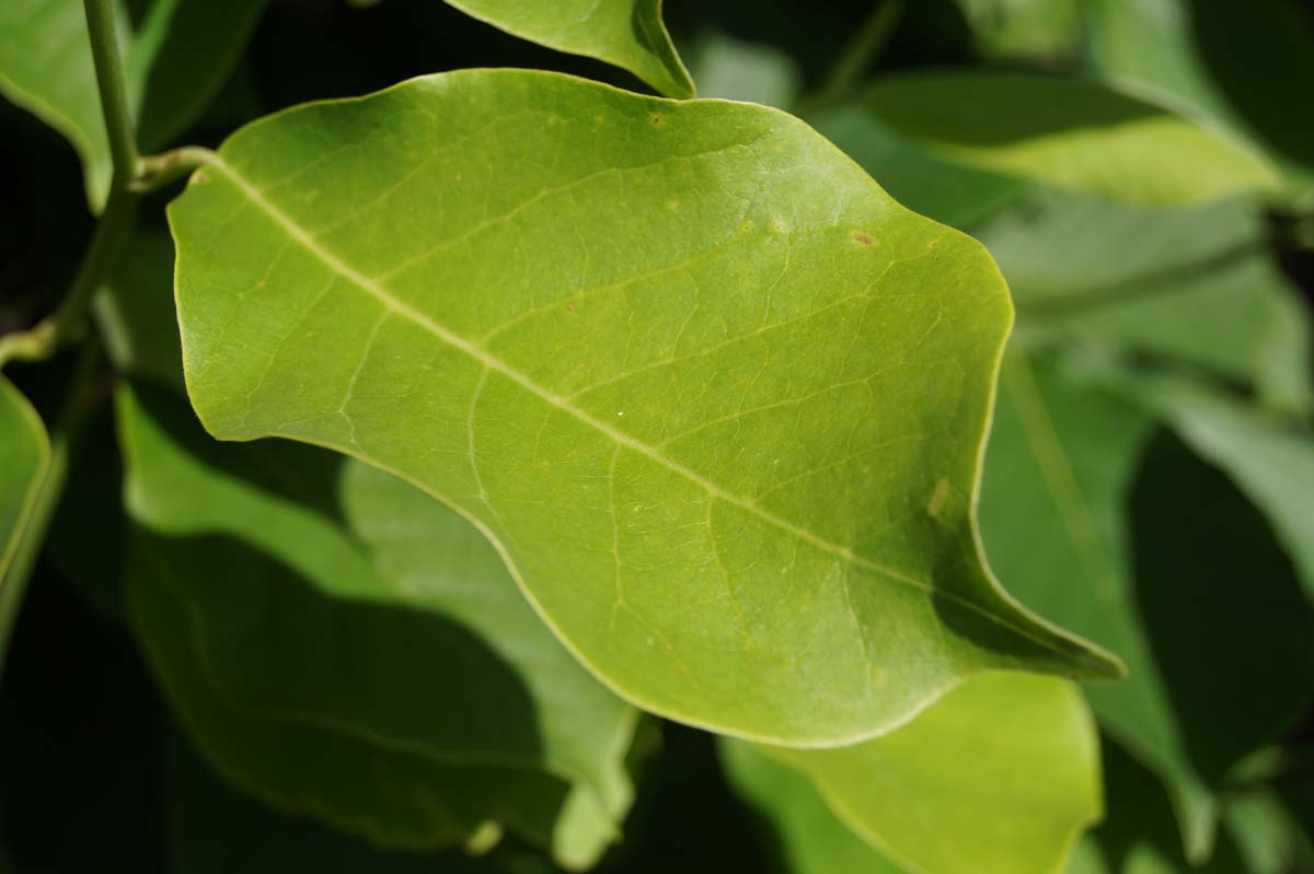 Magnolia denudata solitair