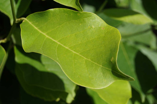 Magnolia denudata solitair
