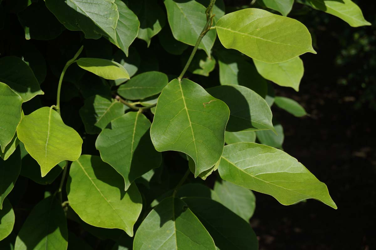 Magnolia denudata Tuinplanten