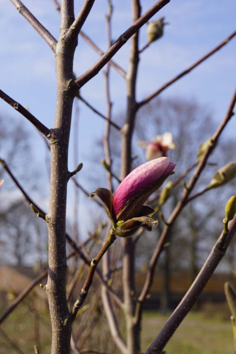 Magnolia 'Galaxy' op stam