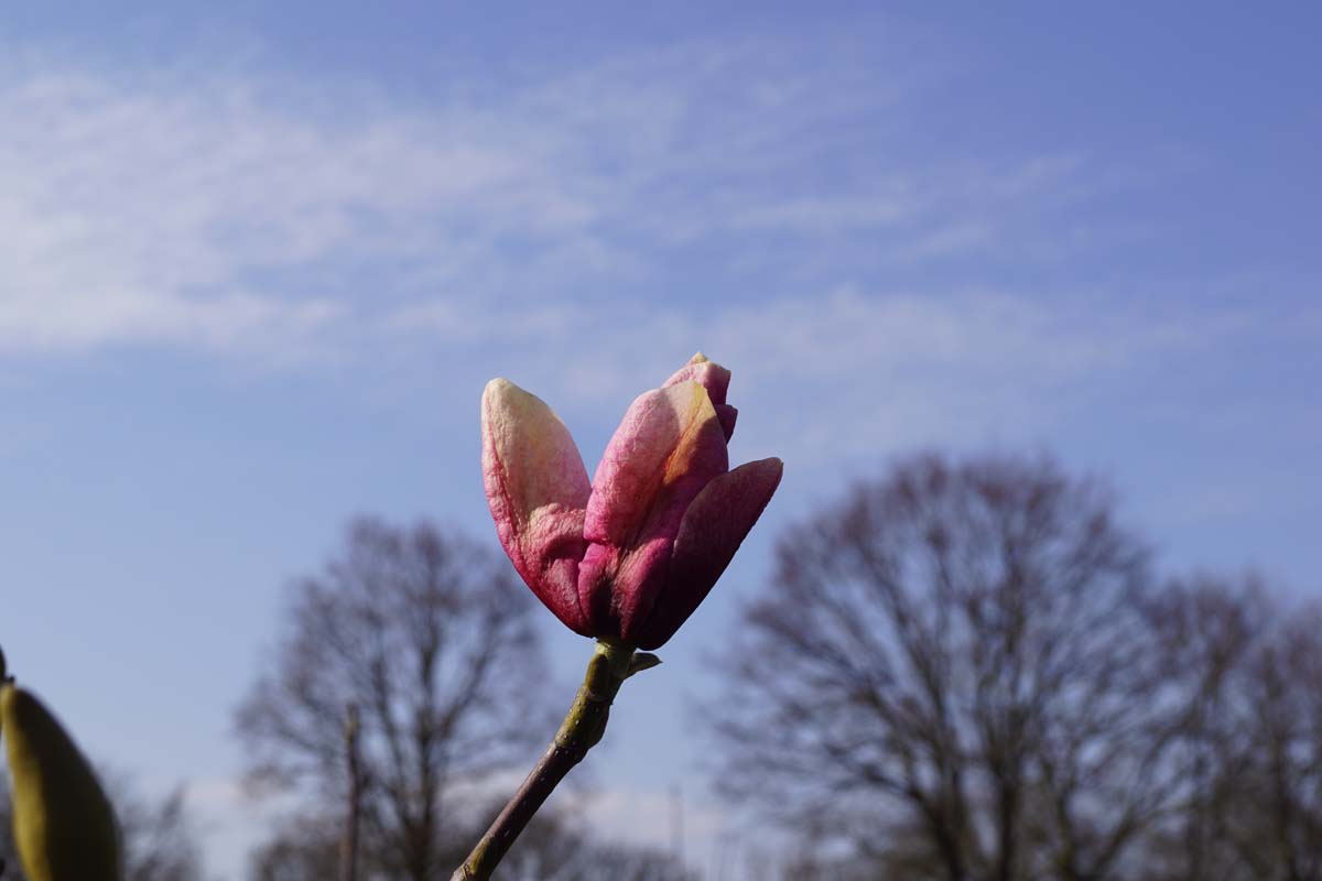 Magnolia 'Galaxy' meerstammig / struik