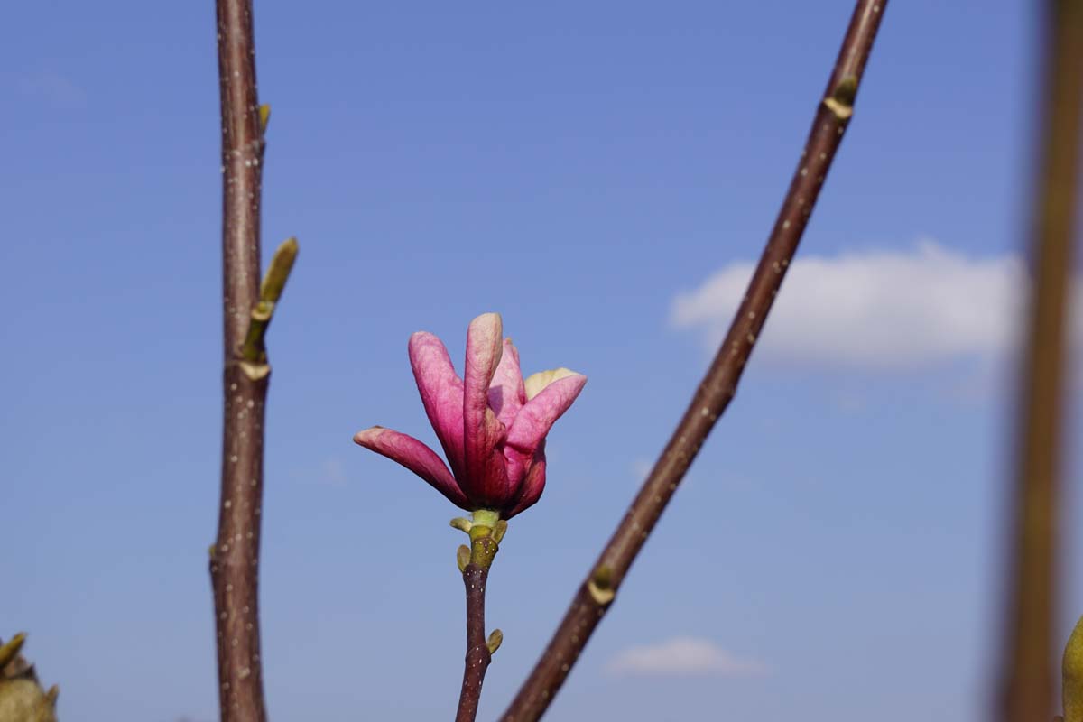 Magnolia 'Galaxy' solitair