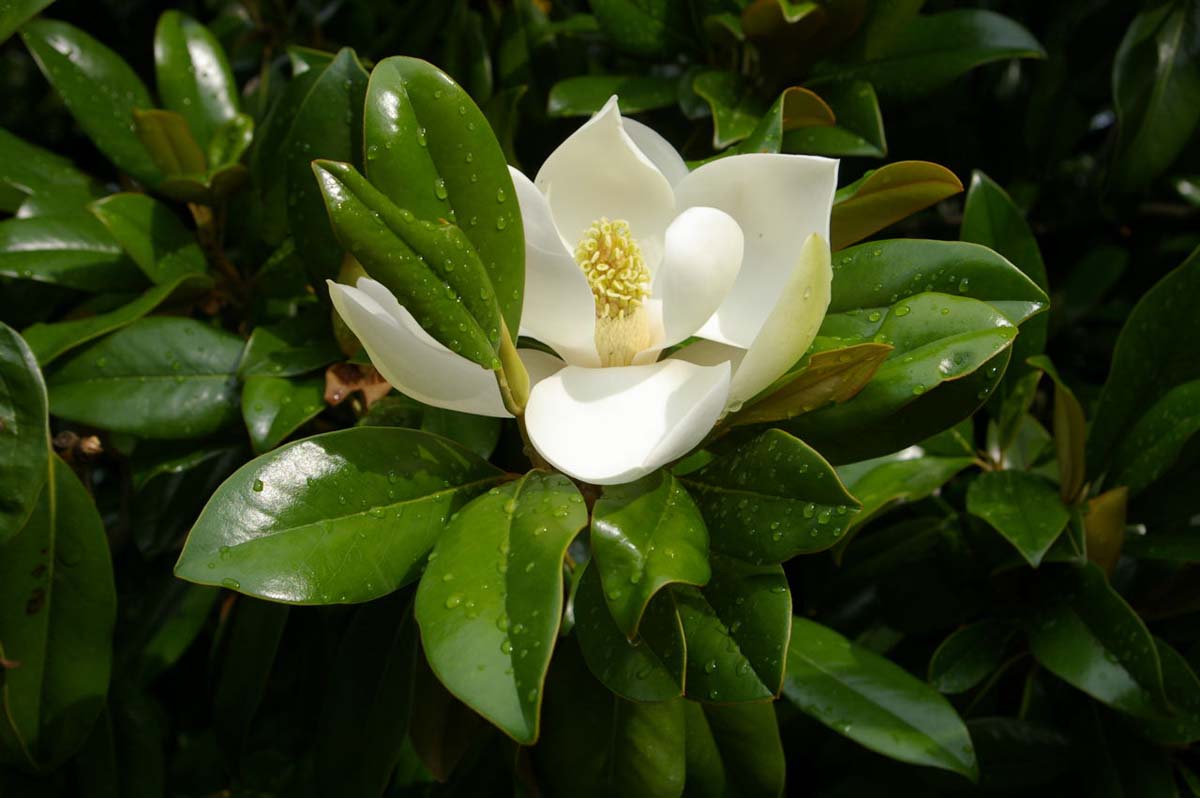 Magnolia grandiflora Tuinplanten bloem