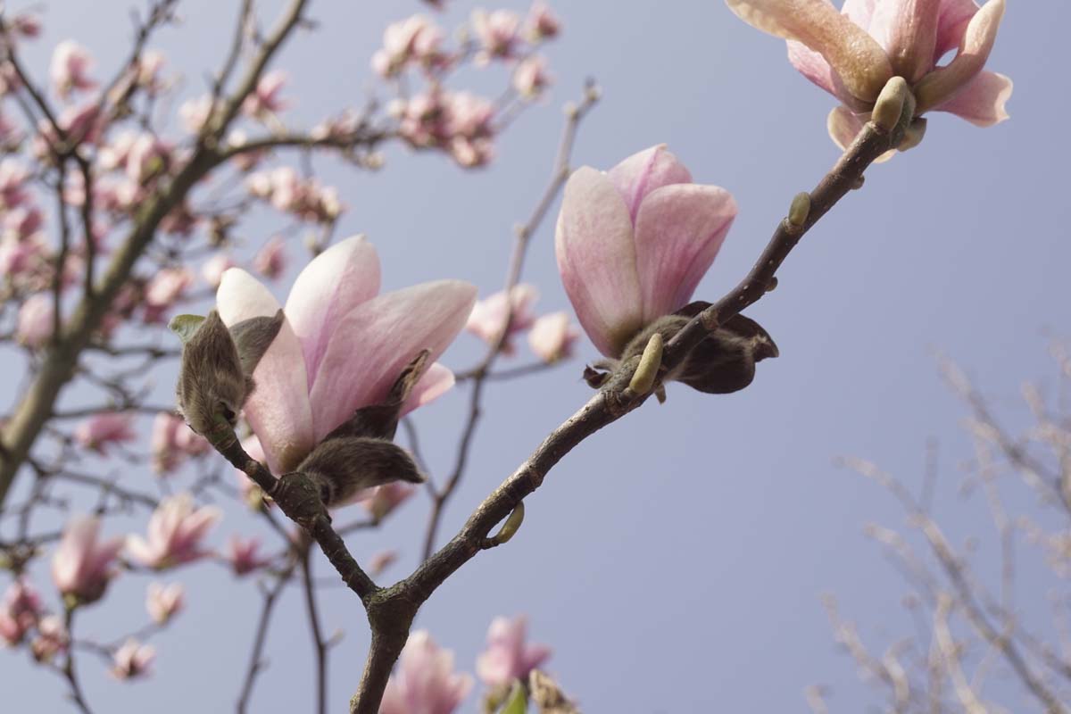 Magnolia 'Heaven Scent' meerstammig / struik