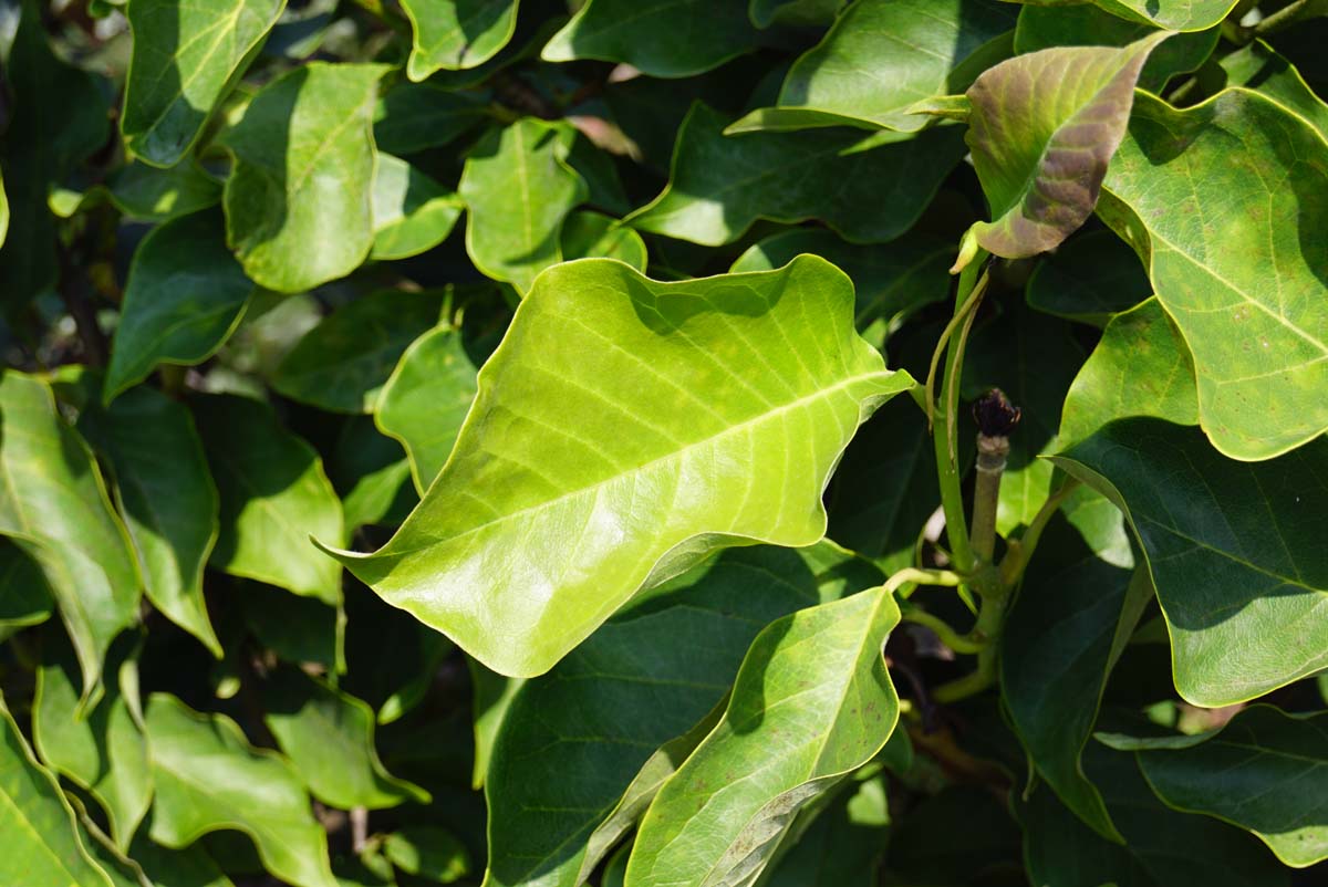 Magnolia 'Heaven Scent' op stam