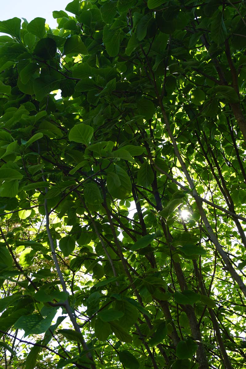 Magnolia obovata Tuinplanten twijg