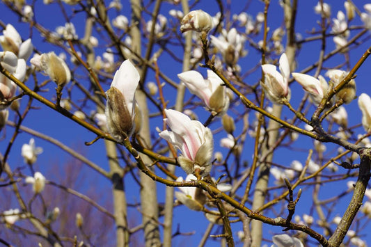 Magnolia purpurea op stam