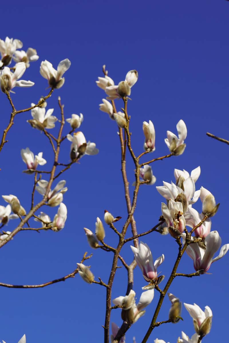 Magnolia purpurea meerstammig / struik