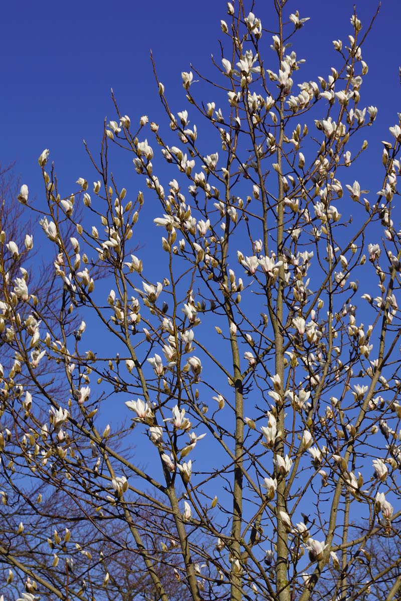 Magnolia purpurea op stam