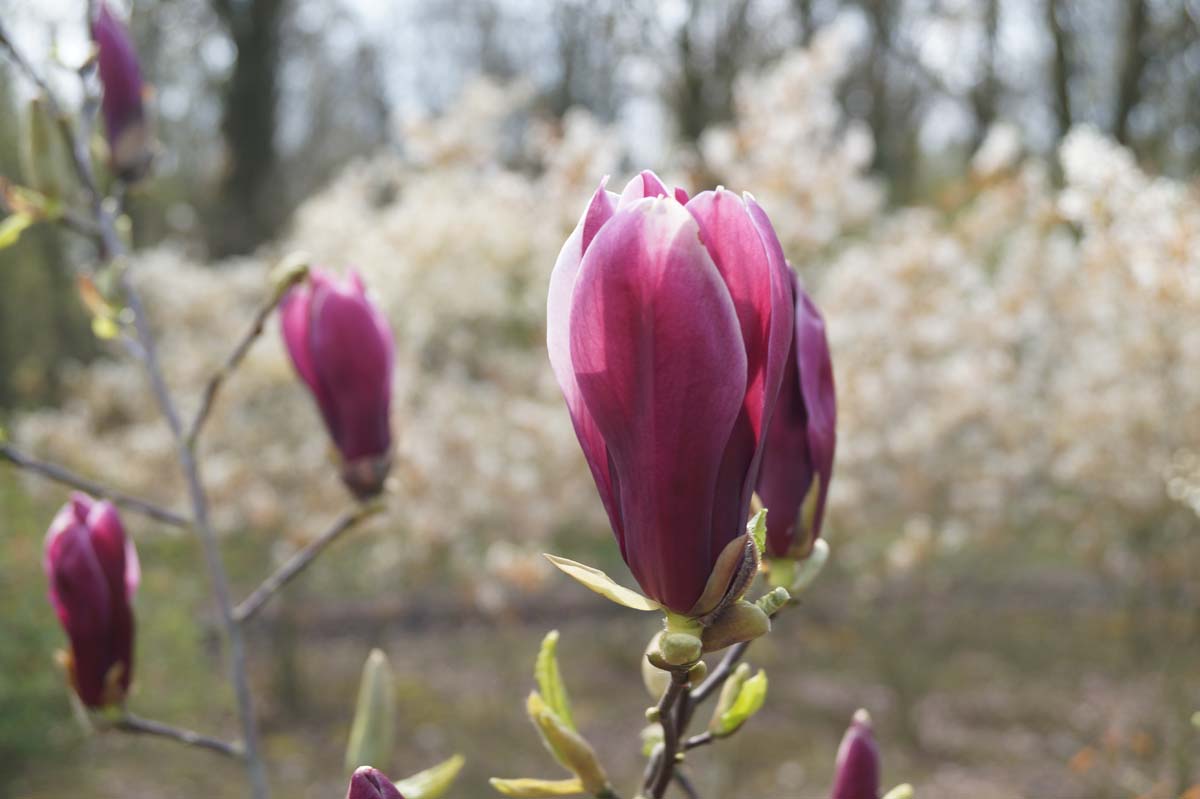 Magnolia liliiflora 'Nigra' op stam
