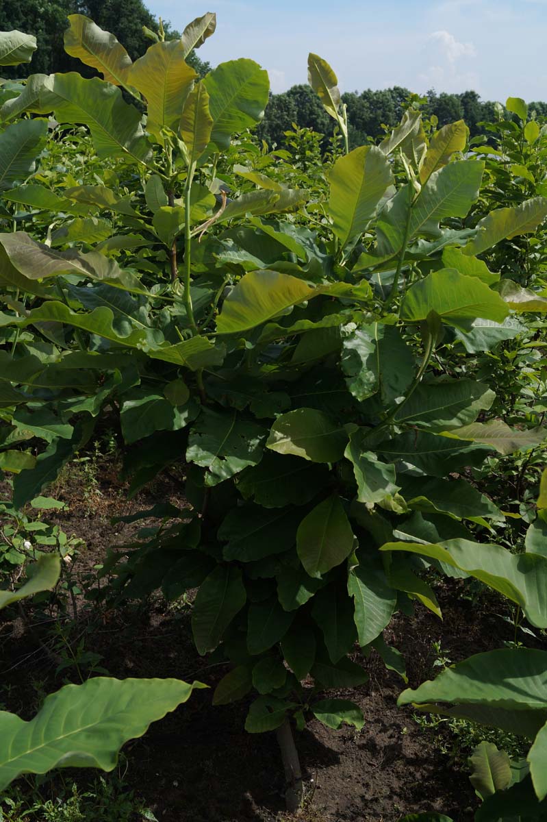 Magnolia officinalis op stam