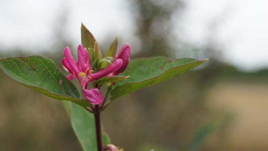 Lonicera tatarica 'Arnold Red' meerstammig / struik