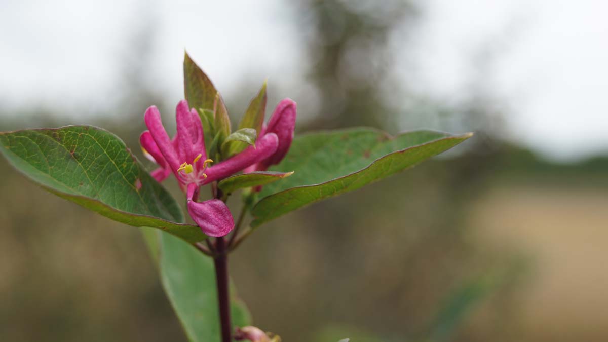 Lonicera tatarica 'Arnold Red' Tuinplanten