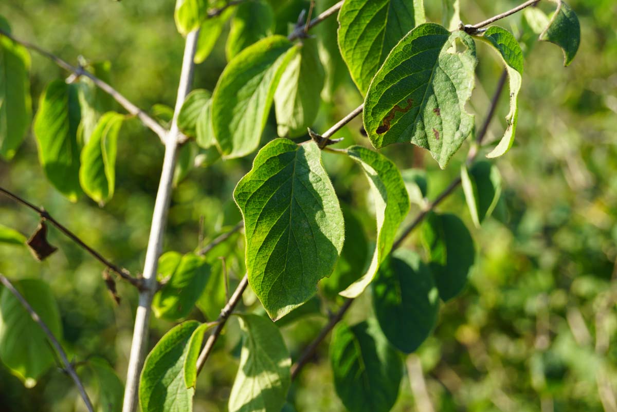 Lonicera xylosteoides haagplant