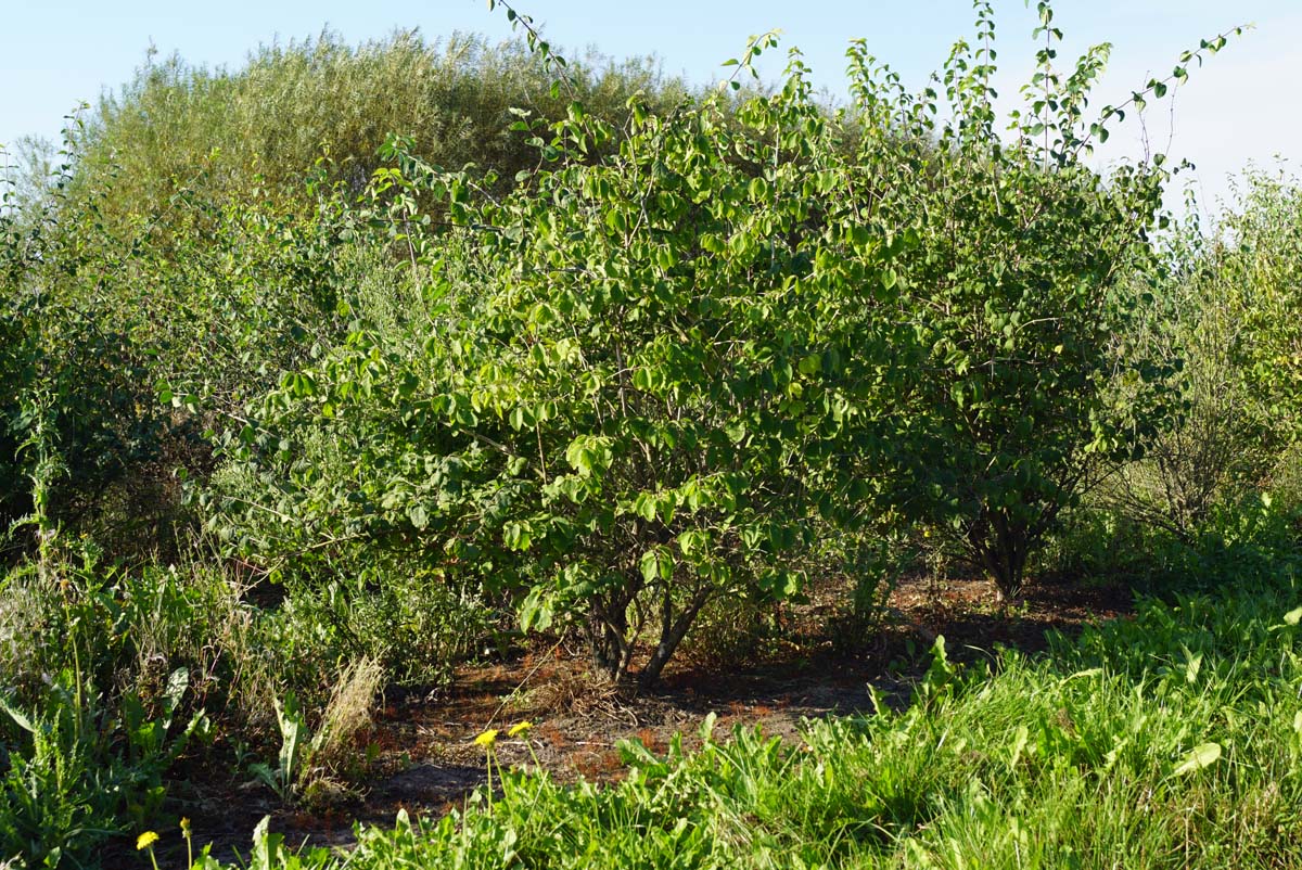 Lonicera xylosteoides meerstammig / struik