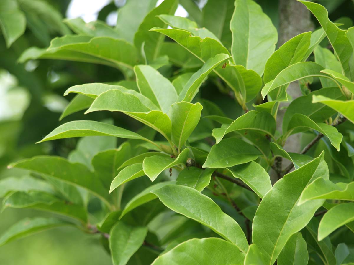Magnolia proctoriana meerstammig / struik