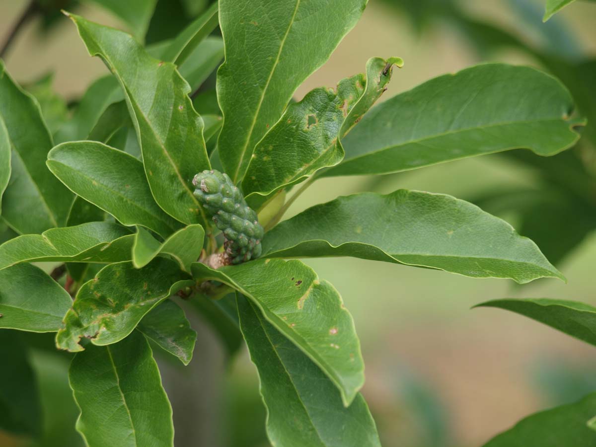 Magnolia proctoriana meerstammig / struik