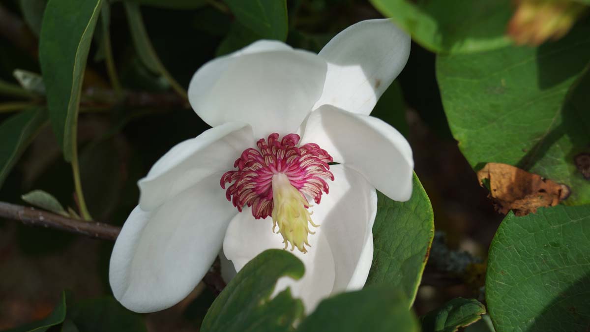 Magnolia sieboldii solitair