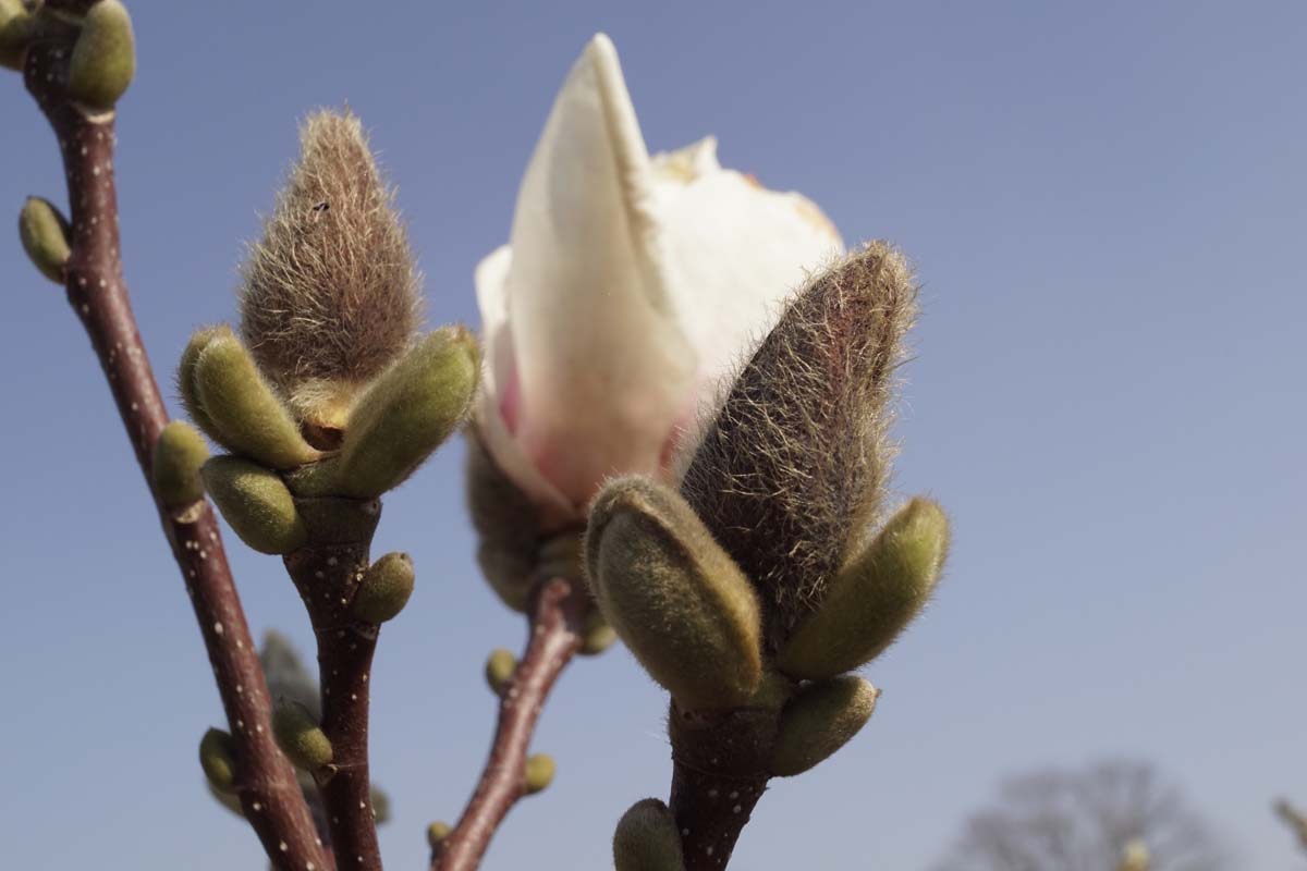 Magnolia soulangeana 'Alba Superba' solitair bloem