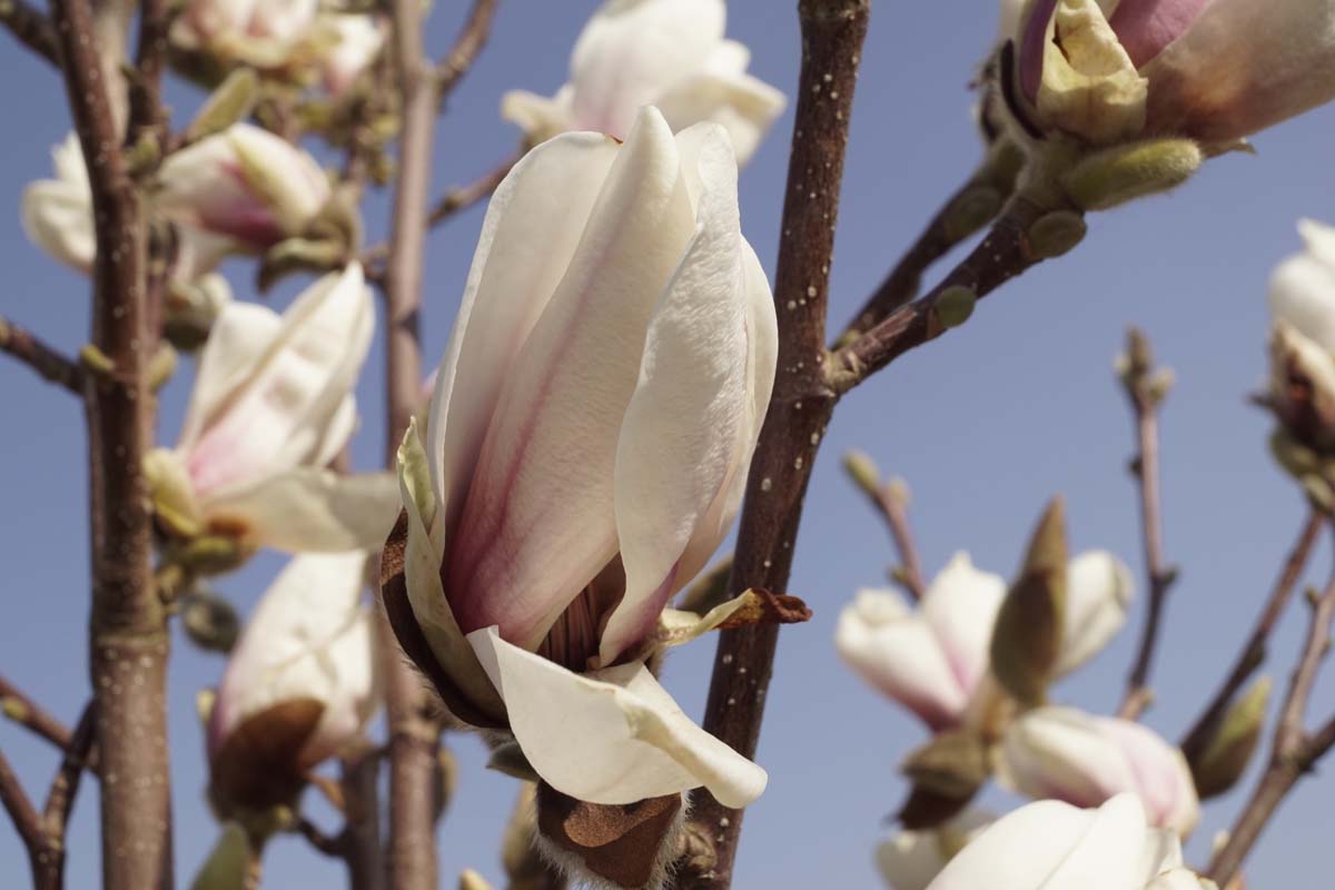 Magnolia soulangeana 'Alba Superba' solitair bloem