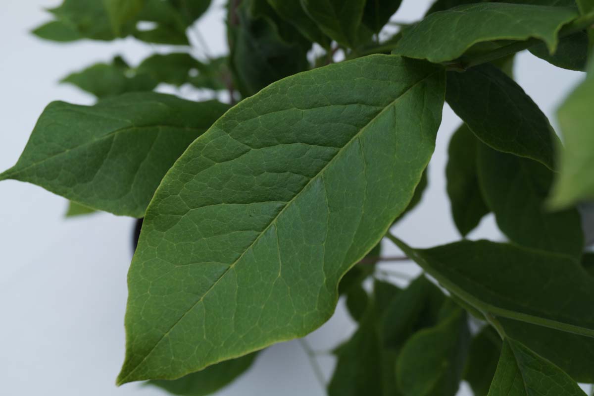 Magnolia soulangeana 'Lennei' op stam