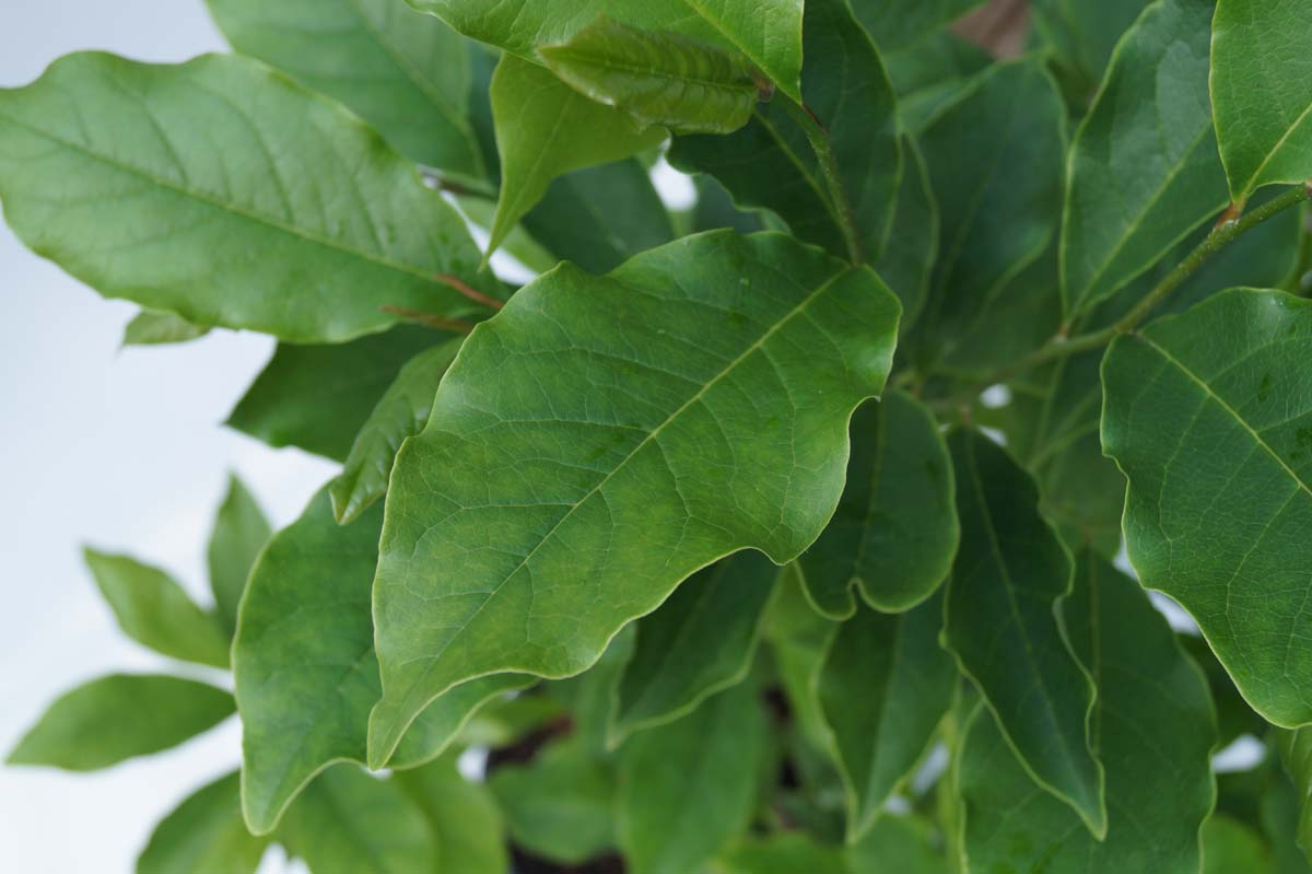 Magnolia soulangeana 'Rustica Rubra'