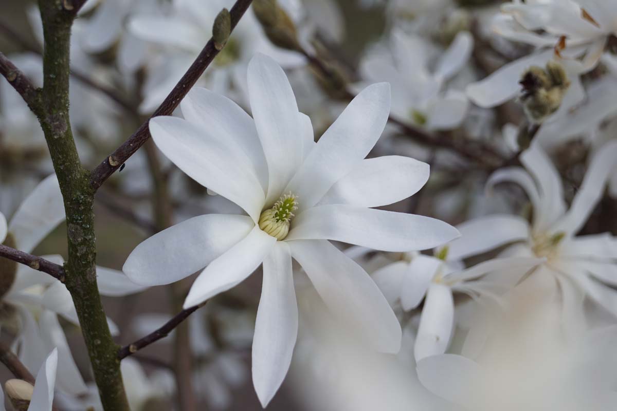 Magnolia stellata op stam bloem