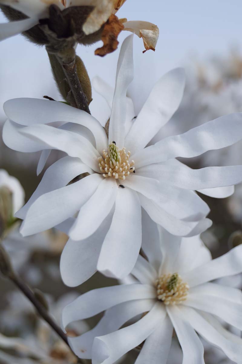 Magnolia stellata op stam bloem