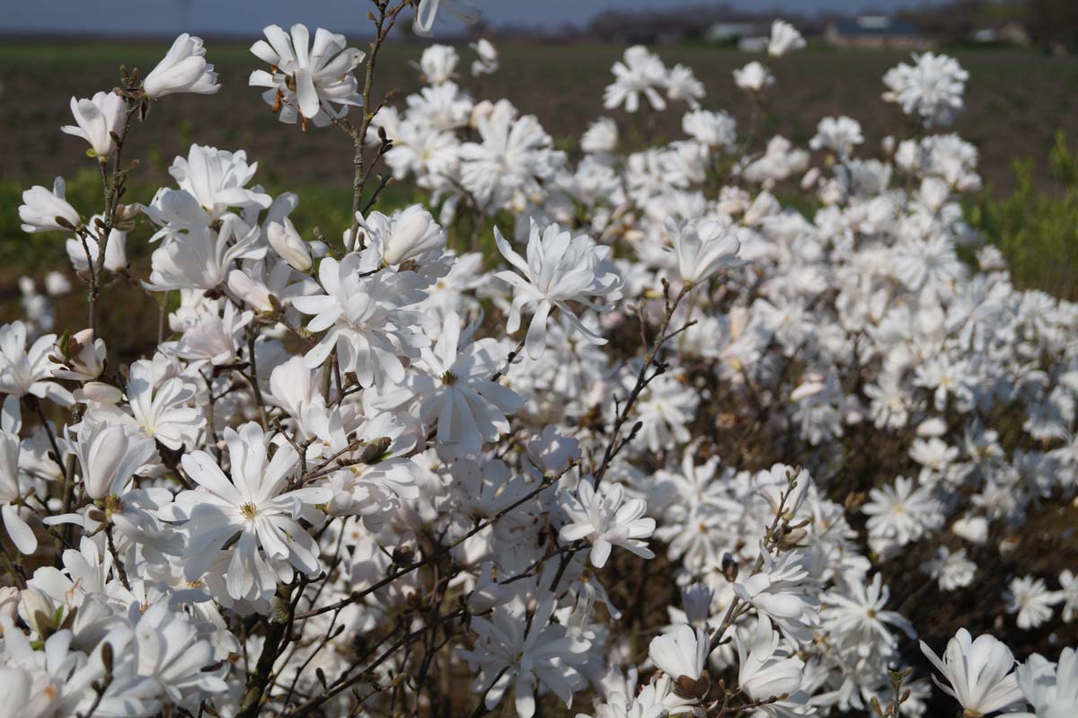 Magnolia stellata meerstammig / struik bloesem