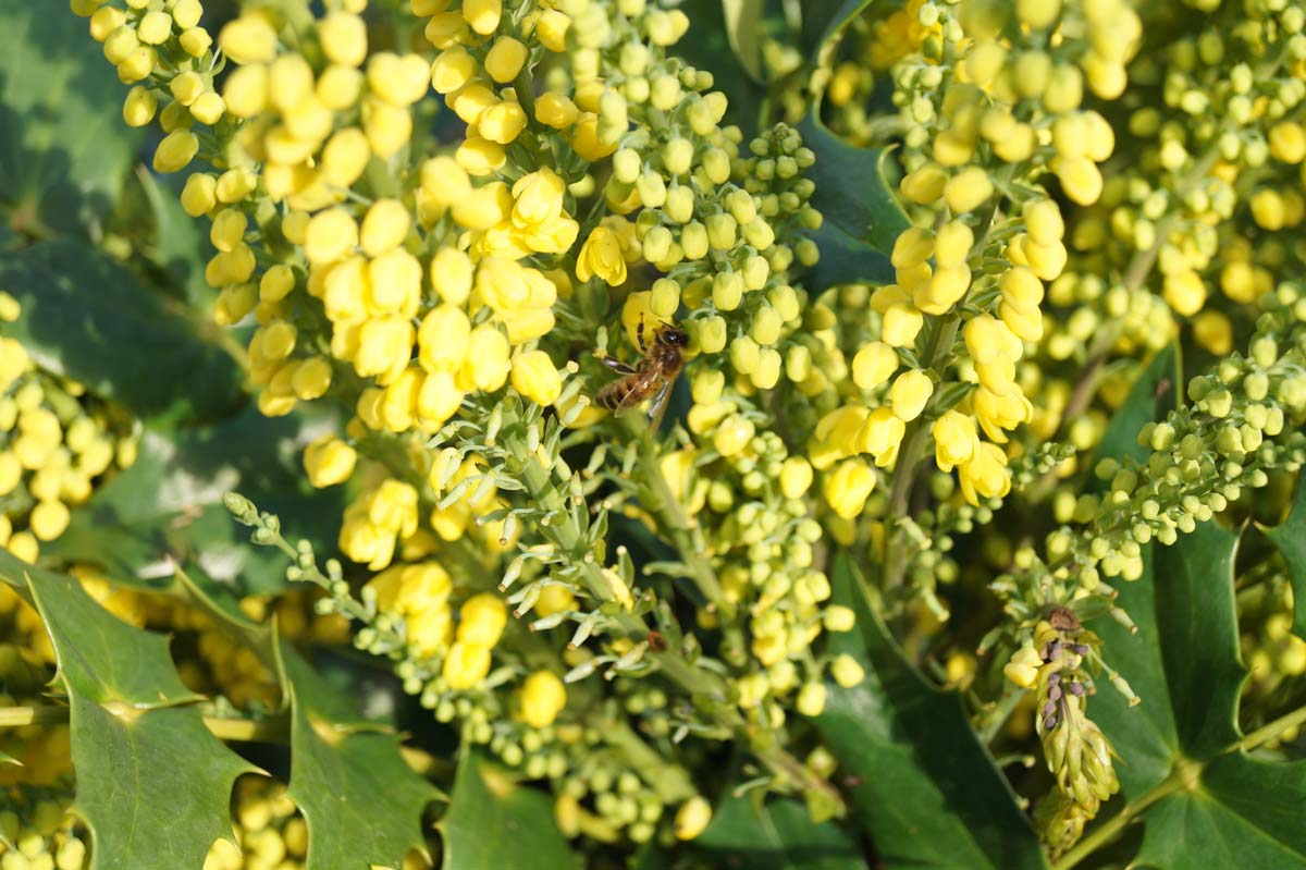 Mahonia media 'Charity'