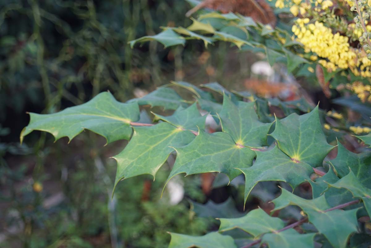 Mahonia media 'Charity' Tuinplanten