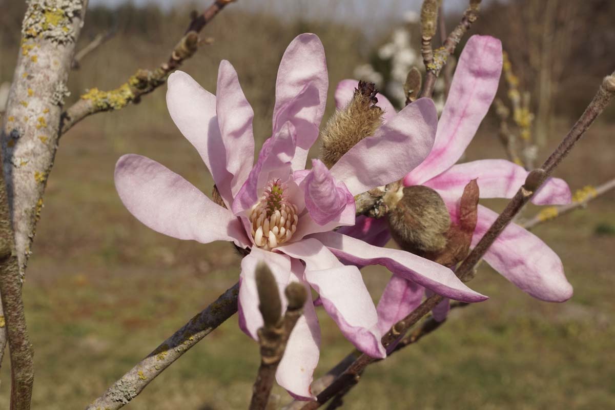 Magnolia stellata 'Rosea' meerstammig / struik