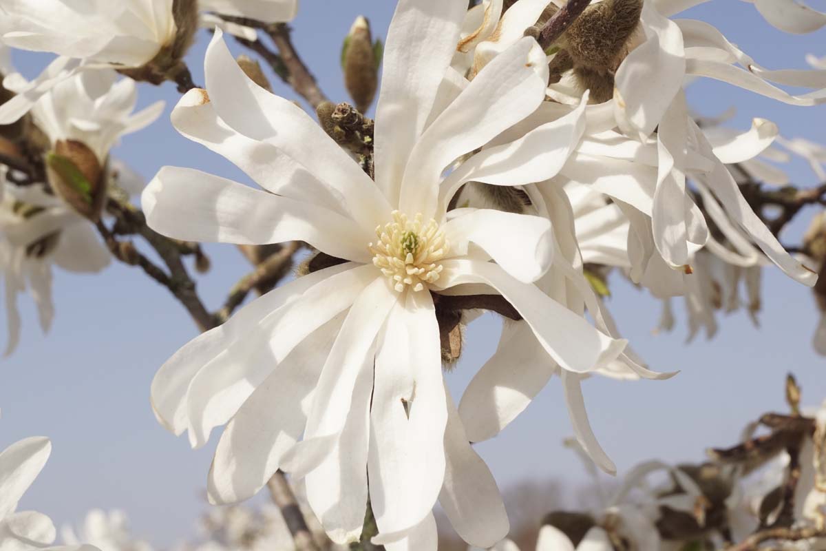 Magnolia stellata 'Royal Star' Tuinplanten