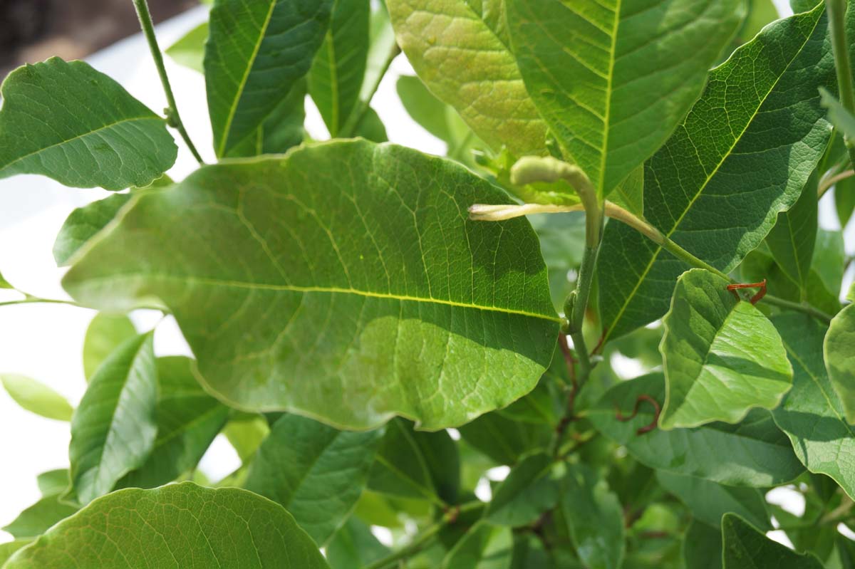 Magnolia stellata 'Royal Star' op stam