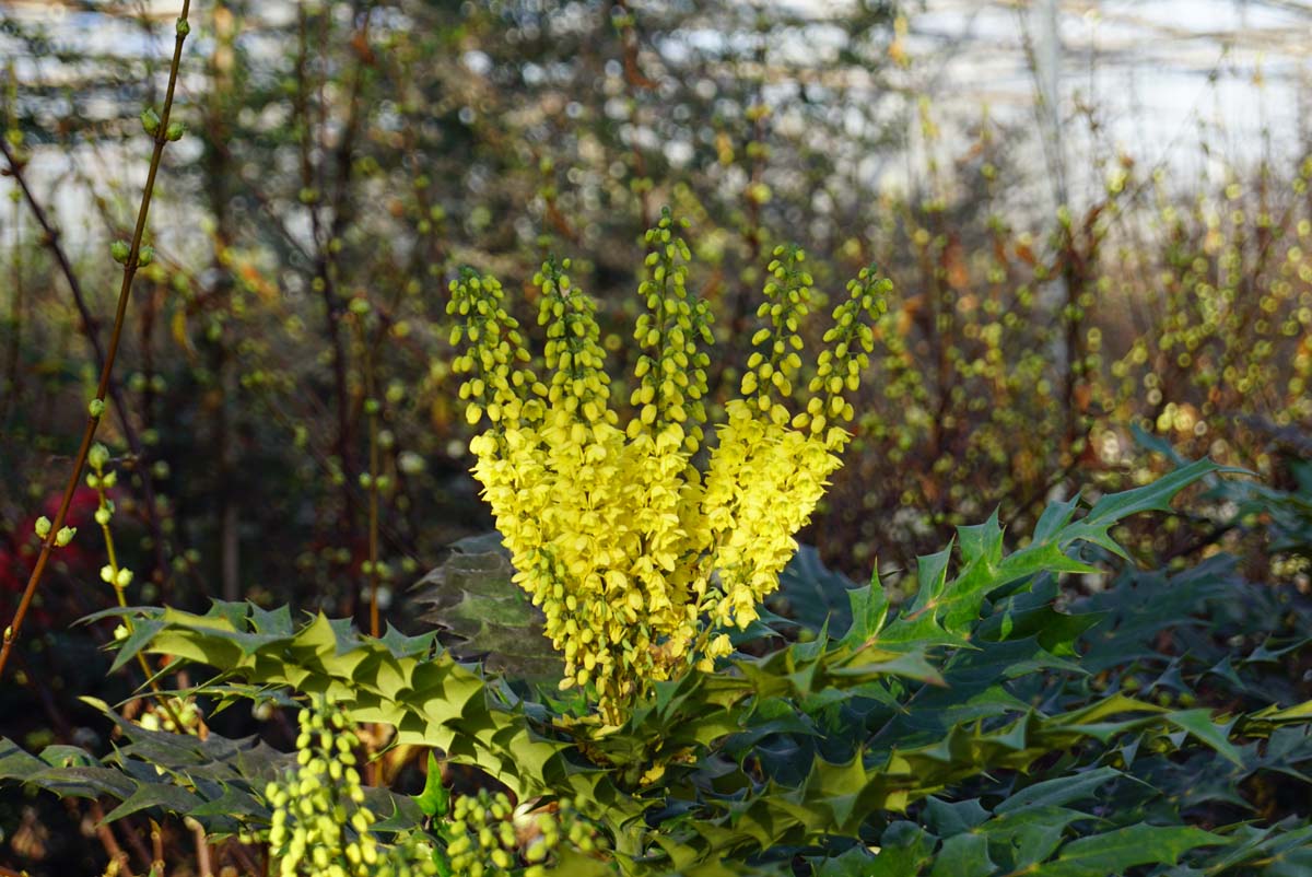 Mahonia media 'Winter Sun' solitair
