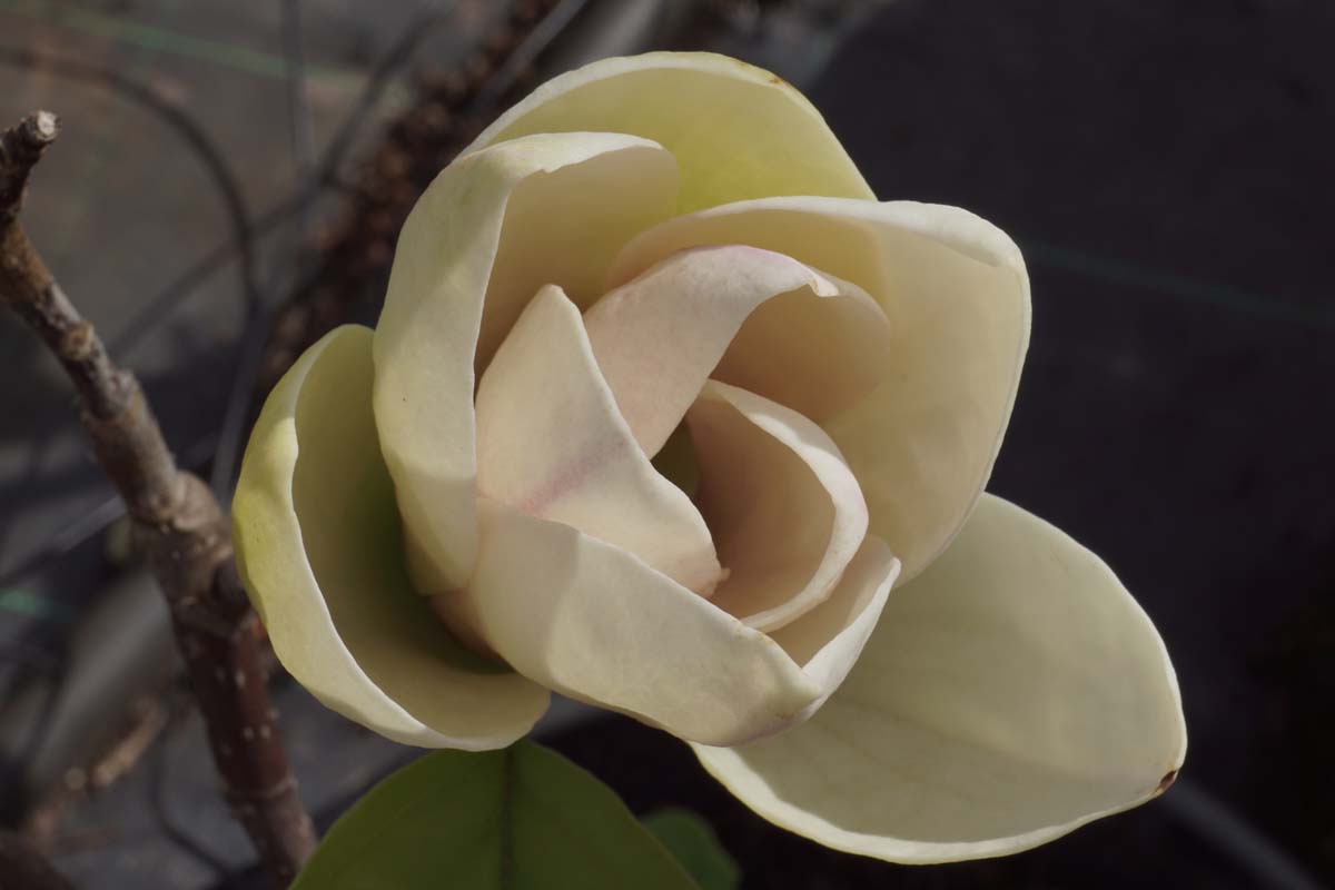 Magnolia wilsonii haagplant