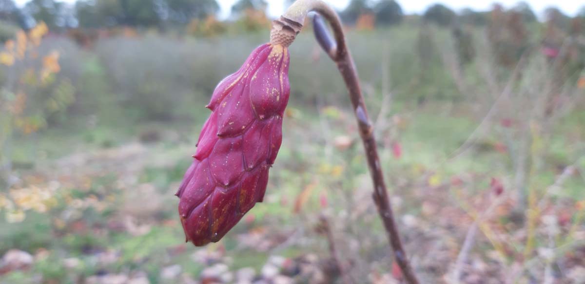 Magnolia wilsonii meerstammig / struik