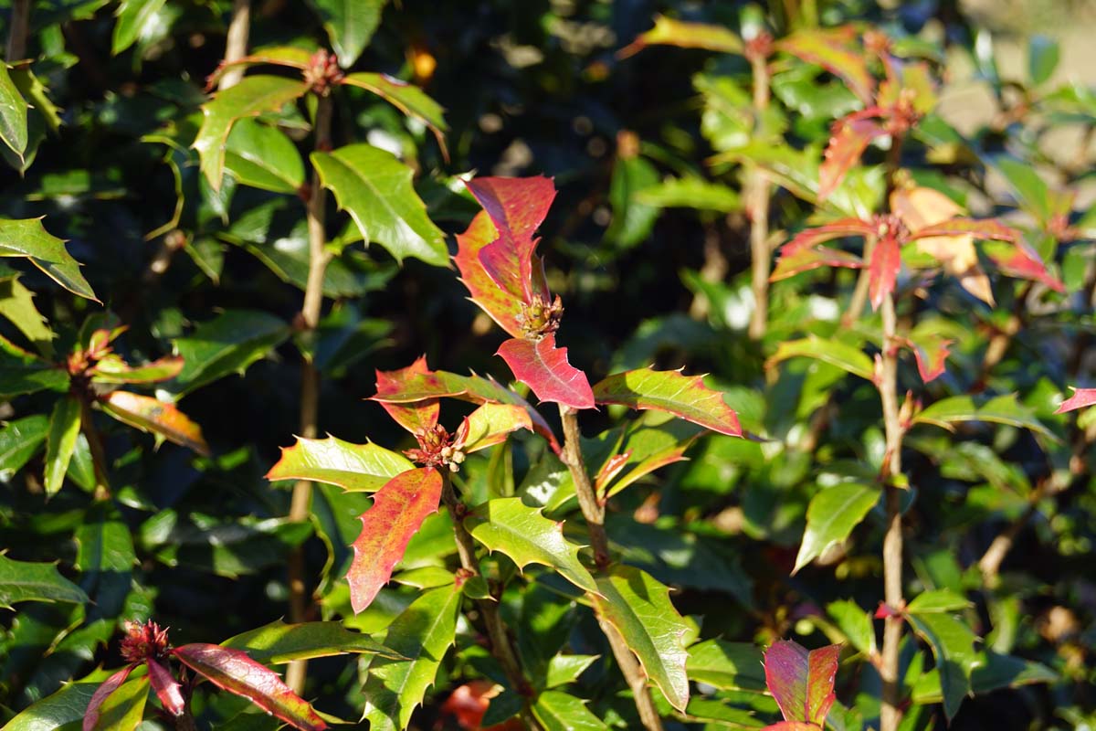 Mahoberberis 'Dart's Desire' Tuinplanten blad